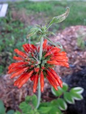 1111 Wildedagga Lion's Mane Seeds Orange Wyldflower Wild Dagga Hummingbirds