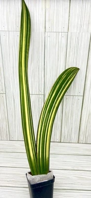 Sansevieria Sinus-Zimbabwe R 979 Variegated XXL planta madre/¡Raro! Vendedor de EE. UU. #808 Foto 1 de 4