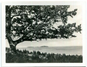 Orig. Kauffoto MASUREN /Ostpreussen, am Spirdingsee, Insel 30er - Picture 1 of 1