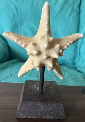 Escultura de estrellas de mar Foto 1 de 3