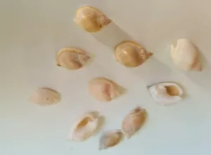 Famiglia Nassariidae Nassarius Gibbosulus noto anche come cane Whelks - Foto 1 di 4
