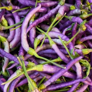 10 Buena Mulata Pepper Seeds - Fresh, Organic, Non-GMO, Heirloom Seeds - Foto 1 di 1