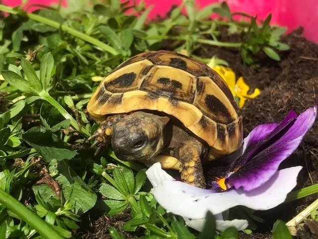 TORTOISECLUB 1 large bag Tortoise food mix - Grow your own! tortoise mix seeds - grow guide