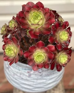 AU STOCK AEONIUM ABIGARRADO "MATCHA"-8CM PLANTAS SUCULENTAS ENRAIZADAS 8-3 - Imagen 1 de 7