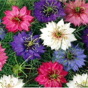 Schwarzkümmel, Blume, Blüte, Pflanzensamen Buntemischung 500 + Samen - Bild 1 von 1