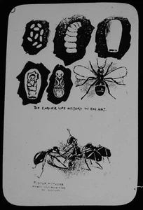 ANTIQUE Magic Lantern Slide ANTS AND THEIR WAYS NO3 C1893 INSECT ILLUSTRATION - Picture 1 of 2