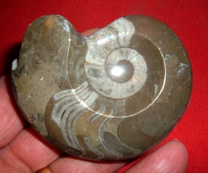 (2.75") Ammonite Polished Stone Fossil, 63 - 133 Million Years Old With Stand - Picture 1 of 4