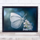 The White Butterfly Butterflies Insects Closeup Wings Blue Wall Art Print