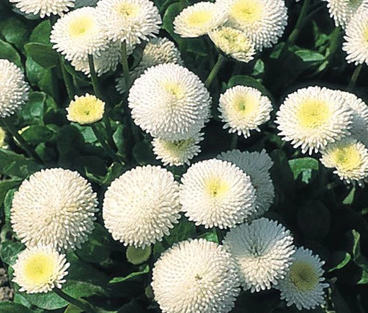 ENGLISH DAISY WHITE Bellis Perennis Super Enorma - 500 Bulk Seeds - Image 1 of 1