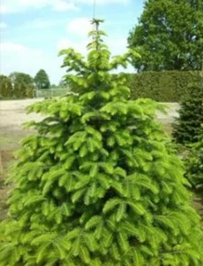 25 Samen Troja Tanne Abies equi-trojani Wald Baum Klimawandel Weihnachtsbaum - Bild 1 von 1
