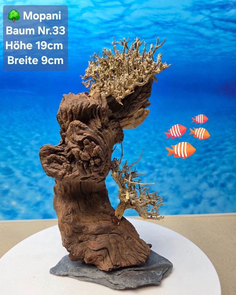 🌳 TOP Aquarium Mopani Wurzel 🏝 Bonsai Baum auf Schieferplatte - Bild 1 von 1