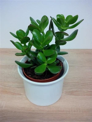 Jadebaum Crassula ovata Bonsai Luftreiniger Zimmerpflanze - Bild 1 von 4