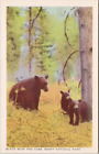 Black Bears Cubs Banff National Park Alberta AB Unused Byron Harmon Postcard H38