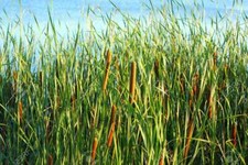 Cattail / cold hardy pond live plant -Pack of 2 / 20"-30" leaves with roots