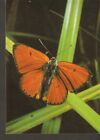 #5k FAUNA Insekten Schmetterling - Größere Ampferfeuerfalter - Foto Schrempp