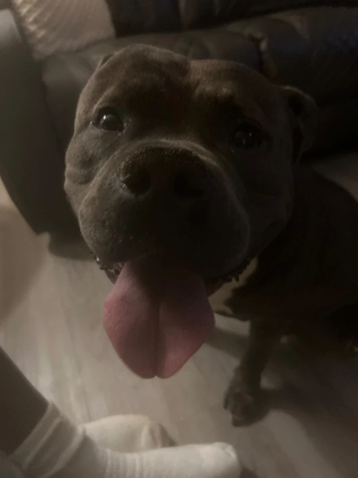 A bulldog that’s lovable he’s a boy and he likes to go on walks And he’s And he  - Image 1 of 1