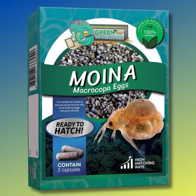 Moina Macrocopa Eggs (Water Flea) Live Fish Food for Hatching and Culture - Image 1 of 4