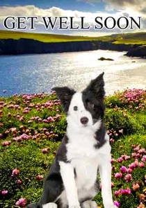 Border Collie DOG  GET WELL SOON CARD PID099 A5 Personalised Greeting Card  - Picture 1 of 1