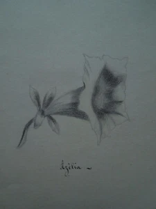 Zeichnung Blume. Azalee. Azelia  - Bild 1 von 2