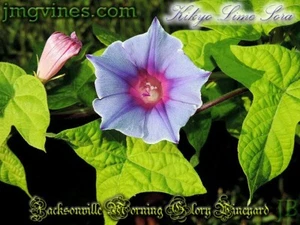 Kikyo Lime Sora Japanese Morning Glory 6 Qty - Picture 1 of 2