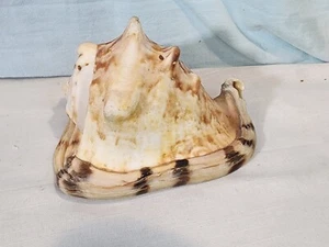 QUEEN HELMET Conch Seashell, VERY NICE! - Picture 1 of 12