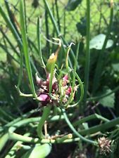 15 Egyptian Walking Onion Rooted Bulbs Perennial Vegetable Heirloom Organic