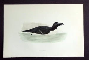 RAZORBILL, impresión ornitológica antigua original, pájaro, MORRIS, 1897 - Imagen 1 de 2