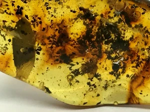 AMBER PIECE Insect Natural Baltic Amber Bead Insects Inclusion Fossil 4,8g 17802 - Picture 1 of 12