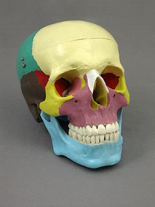 Cráneo humano con huesos de colores, tamaño natural, modelo esquelético anatómico, NUEVO - Imagen 1 de 8