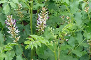 Süßholzsamen - Glycyrrhiza glabra - Wurzelkraut mehrjährige Blume - 50-500 Samen - Bild 1 von 8