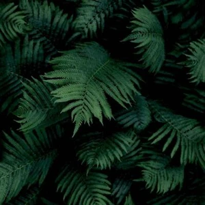 Arthouse Tropical Jungle Fern Leaves Black Green Mural Realistic Photo Wallpaper - Picture 1 of 4