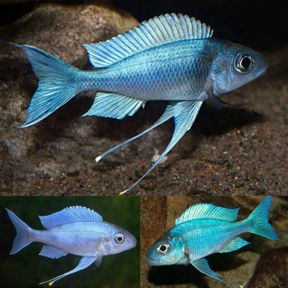 LIGHTNING AQUATICS WORLD Blue Gold-Tip Cichlid 2” – Vibrant African Cichlid – Live Freshwater Fish