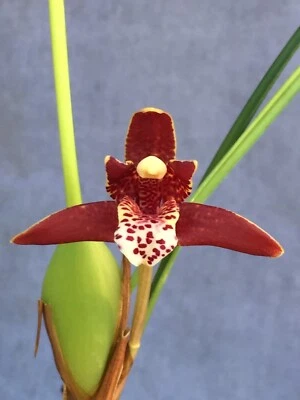 Orquídea de coco, Maxillaria tenuifolia, planta de orquídea fragante enviada en maceta de 2,5" Foto 1 de 2