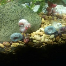 Pink And Blue Ramshorn Snails