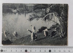 I121235 AK - Rom - Zoologischer Garten; Pelikane - VG 1913 - Bild 1 von 2