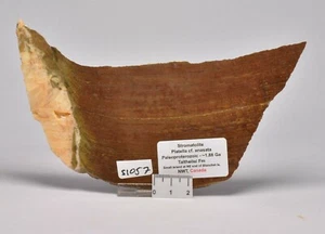 STROMATOLITE Platella cf. anasata, Paleoproterozoic, CANADA, S1057 - Imagen 1 de 4