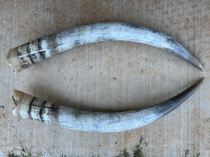 "CUERNOS DE DIRECCIÓN VACA TORO PULIDA 30"" pulgadas (solo un par) Scrimshaw" - Imagen 1 de 3