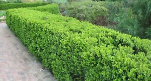 KOREAN BOXWOOD  BARE ROOT PLANT  PRIORITY SHIPPING!