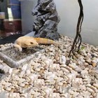 Reptile Hide Bed Bearded Dragon Nap Mat Triangular Tent for Rat Supplies
