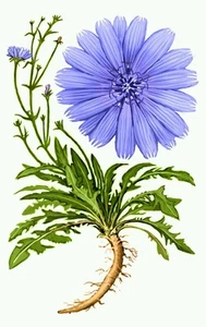Wild Chicory Wildflower ~ 100 Organic seeds - Free shipping - US seller. - Picture 1 of 6