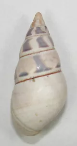 LIGUUS FASCIATUS FASCIATUS 48,70mm SUPER SCELTA ESEMPLARE RARO Habana, Cuba - Foto 1 di 3