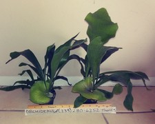*2 Plants* Staghorn Fern Playtcerium bifurcatum. Big live PlantS.