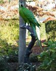 Bronzeskulptur Papagei mit grünen Federn auf Baumstamm sitzend Gartendekoration