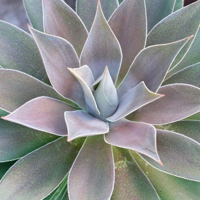 MESARBUSTES.COM Mangave Mad about Mangave® 'Lavender Lady'