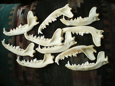 10 Coyote Jaw Knife Handle Craft Mountain Man bone unique gift animal mount art
