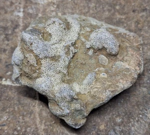 Coral fósil favorito en piedra caliza período Devónico Michigan - Imagen 1 de 11