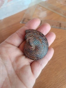 Quality Fossils Huge! 50 mm 43 Gram Goniatites Discoclymenia Cucullata Ammonites - Imagen 1 de 5