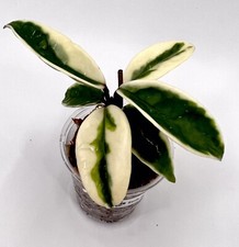 A7463 Rare Hoya Carnosa Suzie Q Cutting No Rootsð
