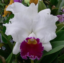 New listing
Lc Melody Fair 'Carol' Hcc/Aos orchid plant (172)