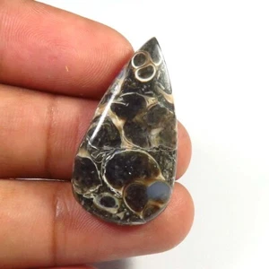 Natural Brown Turtella Cabs 31x16mm Pear Smooth Gemstone Turtella Cabochon TU-69 - Picture 1 of 9
